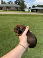 Chase, a male Miniature Dachshund for sale in Savannah, TN – 3 of 3