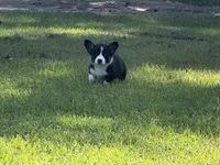 Corgi Tri, a male Pembroke Welsh Corgi for sale in Milton, FL – 4 of 4