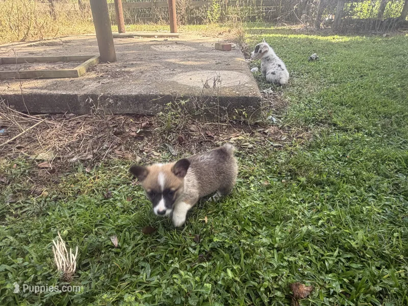 Corgi female – Pembroke Welsh Corgi puppy for sale in Milton, FL