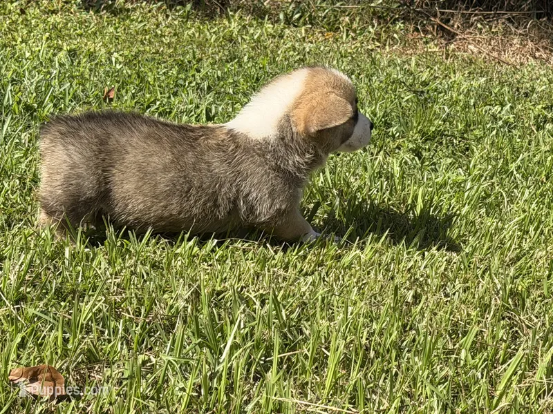 Corgi male 1 – Pembroke Welsh Corgi puppy for sale in Milton, FL