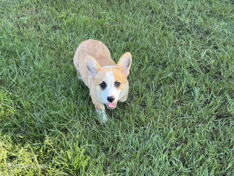 Corgi male 1 – Pembroke Welsh Corgi puppy for sale in Milton, FL