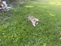 Corgi male 1, a male Pembroke Welsh Corgi for sale in Milton, FL – 2 of 3