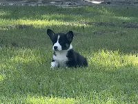 Corgi Tri, a male Pembroke Welsh Corgi for sale in Milton, FL – 2 of 4