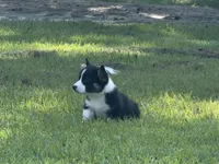 Corgi Tri, a male Pembroke Welsh Corgi for sale in Milton, FL – 3 of 4
