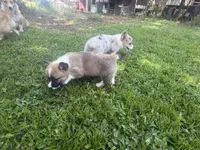 Corgi female, a female Pembroke Welsh Corgi for sale in Milton, FL – 3 of 3