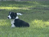 Corgi Tri, a male Pembroke Welsh Corgi for sale in Milton, FL – 1 of 4