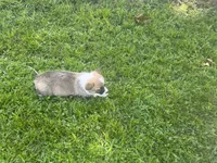 Corgi female, a female Pembroke Welsh Corgi for sale in Milton, FL – 2 of 3