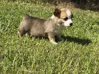 Corgi male 1, a male Pembroke Welsh Corgi for sale in Milton, FL – 3 of 3
