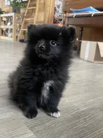 Pomeranian puppy, a male Pomeranian for sale in Colorado Springs, CO – Photo 1 of 2