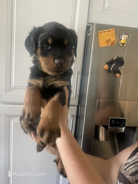 Rottweiler – Rottweiler puppy for sale in Colorado Springs, CO