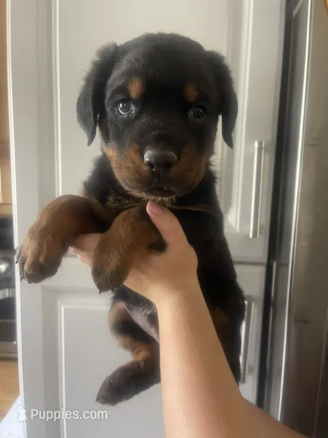Rottweiler – Rottweiler puppy for sale in Colorado Springs, CO