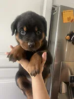 Rottweiler, a female Rottweiler for sale in Colorado Springs, CO – 2 of 3