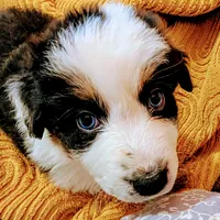 VIONA, BTFnbt, a female Australian Shepherd for sale in Colorado Springs, CO – 8 of 9