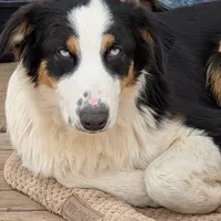 VIONA, BTFnbt, a female Australian Shepherd for sale in Colorado Springs, CO – 1 of 9
