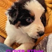 VIONA, BTFnbt, a female Australian Shepherd for sale in Colorado Springs, CO – 6 of 9
