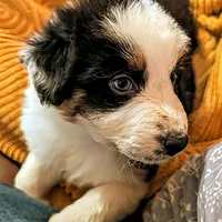 VIONA, BTFnbt, a female Australian Shepherd for sale in Colorado Springs, CO – 2 of 9