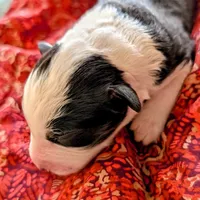 VIONA, BTFnbt, a female Australian Shepherd for sale in Colorado Springs, CO – 5 of 9