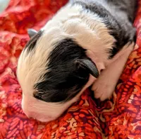 processed/fb2ab9a6-27a8-4964-a8f6-7871a3080db0/listing/89048bca-d6e3-4156-bab4-8a64ada03923/c2ed7cdc-bf4c-43cd-b380-34e9ece2dacf