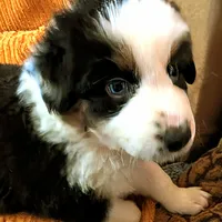 VIONA, BTFnbt, a female Australian Shepherd for sale in Colorado Springs, CO – 3 of 9