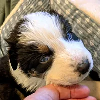 VIONA, BTFnbt, a female Australian Shepherd for sale in Colorado Springs, CO – 7 of 9