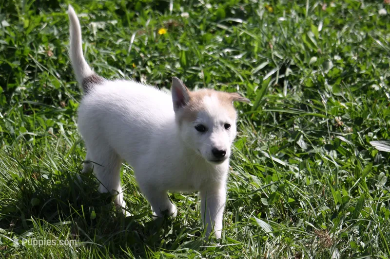 Passion – Siberian Husky, Borzoi puppy for sale in Lisbon, NH