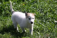 Passion, a female Siberian Husky and Borzoi for sale in Lisbon, NH – 1 of 2