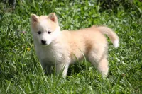River, a female Siberian Husky and Borzoi for sale in Lisbon, NH – 1 of 3