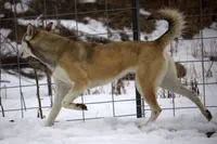 Aethra, a female Irish Wolfhound and Shikoku for sale in Lisbon, NH – 1 of 2