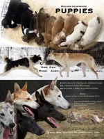 Storm, a male Siberian Husky and Borzoi for sale in Lisbon, NH – 3 of 3