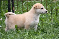 Berry, a male Siberian Husky and Borzoi for sale in Lisbon, NH – 2 of 3