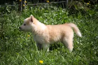 River, a female Siberian Husky and Borzoi for sale in Lisbon, NH – 2 of 3
