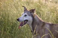 Aethra, a female Irish Wolfhound and Shikoku for sale in Lisbon, NH – 2 of 2