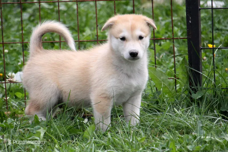 Berry – Siberian Husky, Borzoi puppy for sale in Lisbon, NH