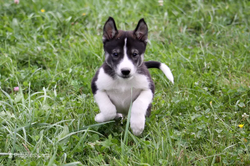 Storm – Siberian Husky, Borzoi puppy for sale in Lisbon, NH