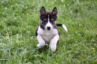 Storm, a male Siberian Husky and Borzoi for sale in Lisbon, NH – 1 of 3