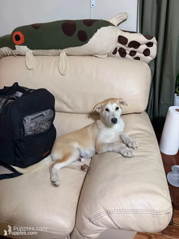 Berry – Siberian Husky, Borzoi puppy for sale in Lisbon, NH