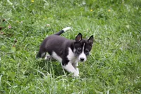 Storm, a male Siberian Husky and Borzoi for sale in Lisbon, NH – 2 of 3