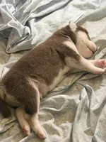 Brownie, a male Siberian Husky for sale in Bronx, NY – 4 of 4