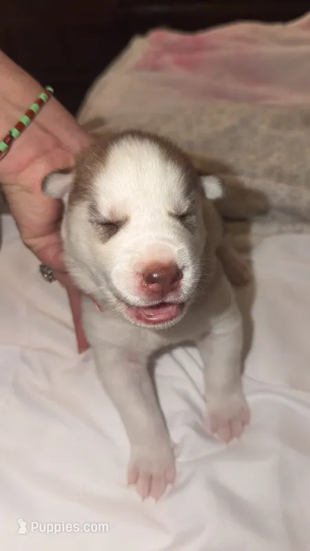 Spencer  – Siberian Husky puppy for sale in Bronx, NY