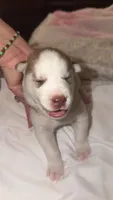 Spencer , a male Siberian Husky for sale in Bronx, NY – 1 of 2
