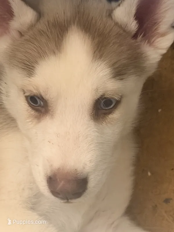 Chestnut  – Siberian Husky puppy for sale in Bronx, NY