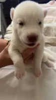 Jake, a male Siberian Husky for sale in Bronx, NY – 1 of 3