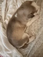 Chestnut , a male Siberian Husky for sale in Bronx, NY – 4 of 5