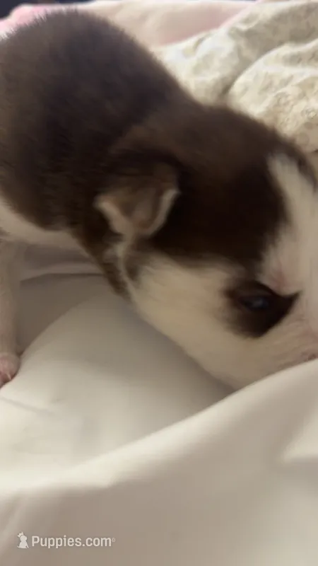 Brownie – Siberian Husky puppy for sale in Bronx, NY