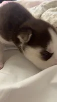 Brownie, a male Siberian Husky for sale in Bronx, NY – 1 of 4