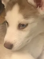 Chestnut , a male Siberian Husky for sale in Bronx, NY – 3 of 5
