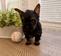 Purple collar, a male Yorkshire Terrier for sale in Dallas, NC – 2 of 5