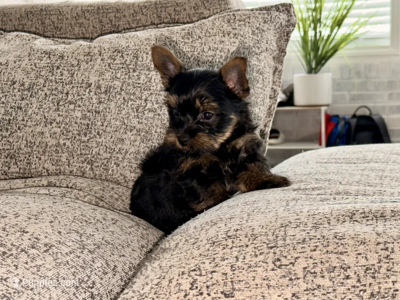 Orange collar – Yorkshire Terrier puppy for sale in Dallas, NC