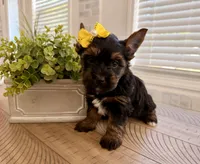Yellow Collar, a female Yorkshire Terrier for sale in Dallas, NC – 1 of 6
