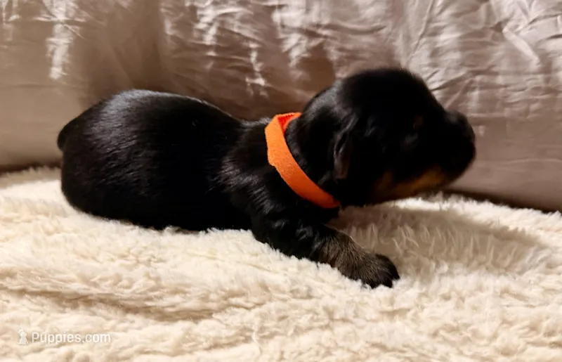 Orange collar – Yorkshire Terrier puppy for sale in Dallas, NC